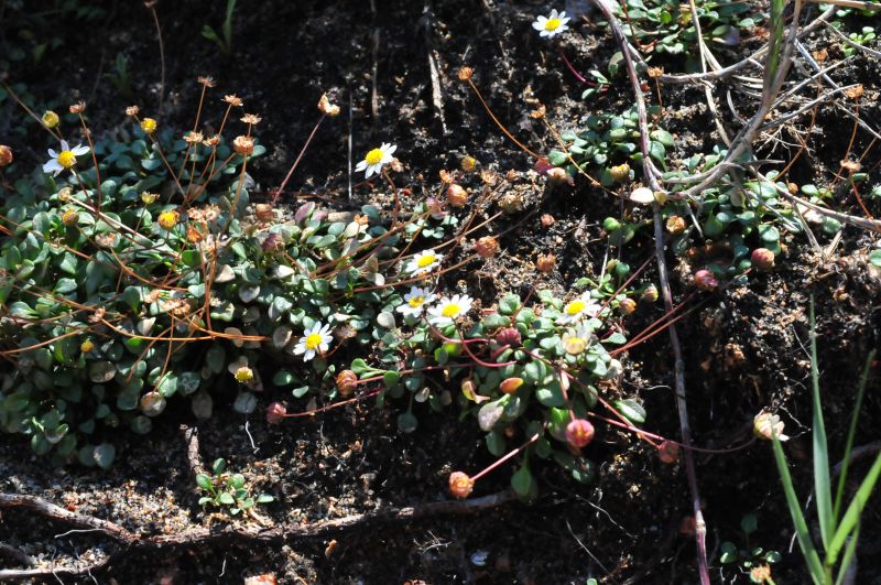 Bellium bellidioides / Pratolina spatolata